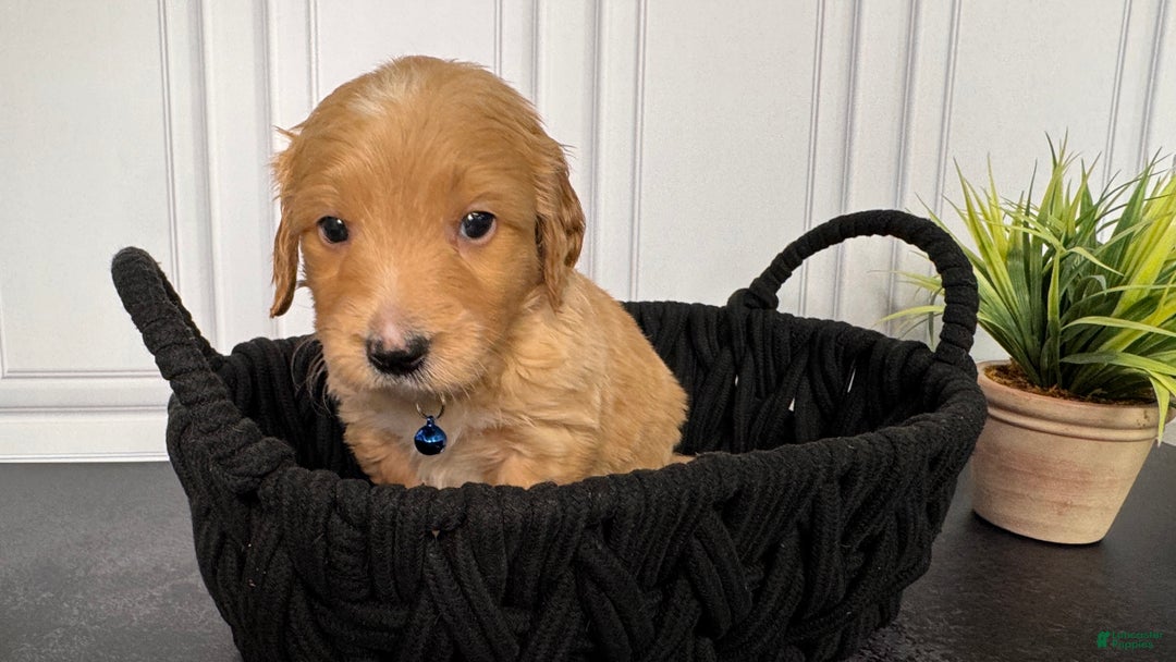 Mini Goldendoodle dogs for sale: Loki F one - Ad 9