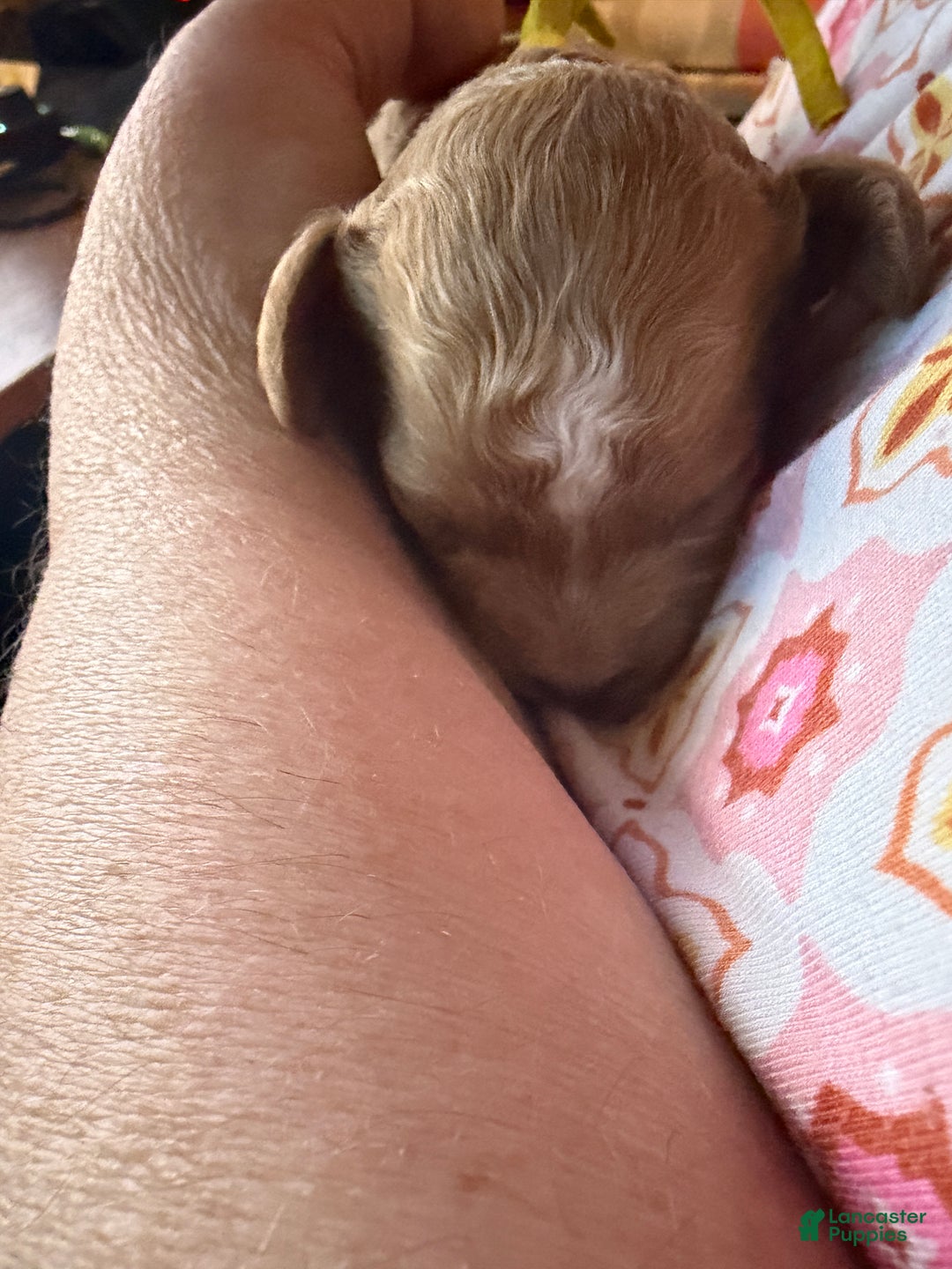 Miniature Poodle dogs for sale: AKC Miniature Poodle Puppy Yellow - Ad 7