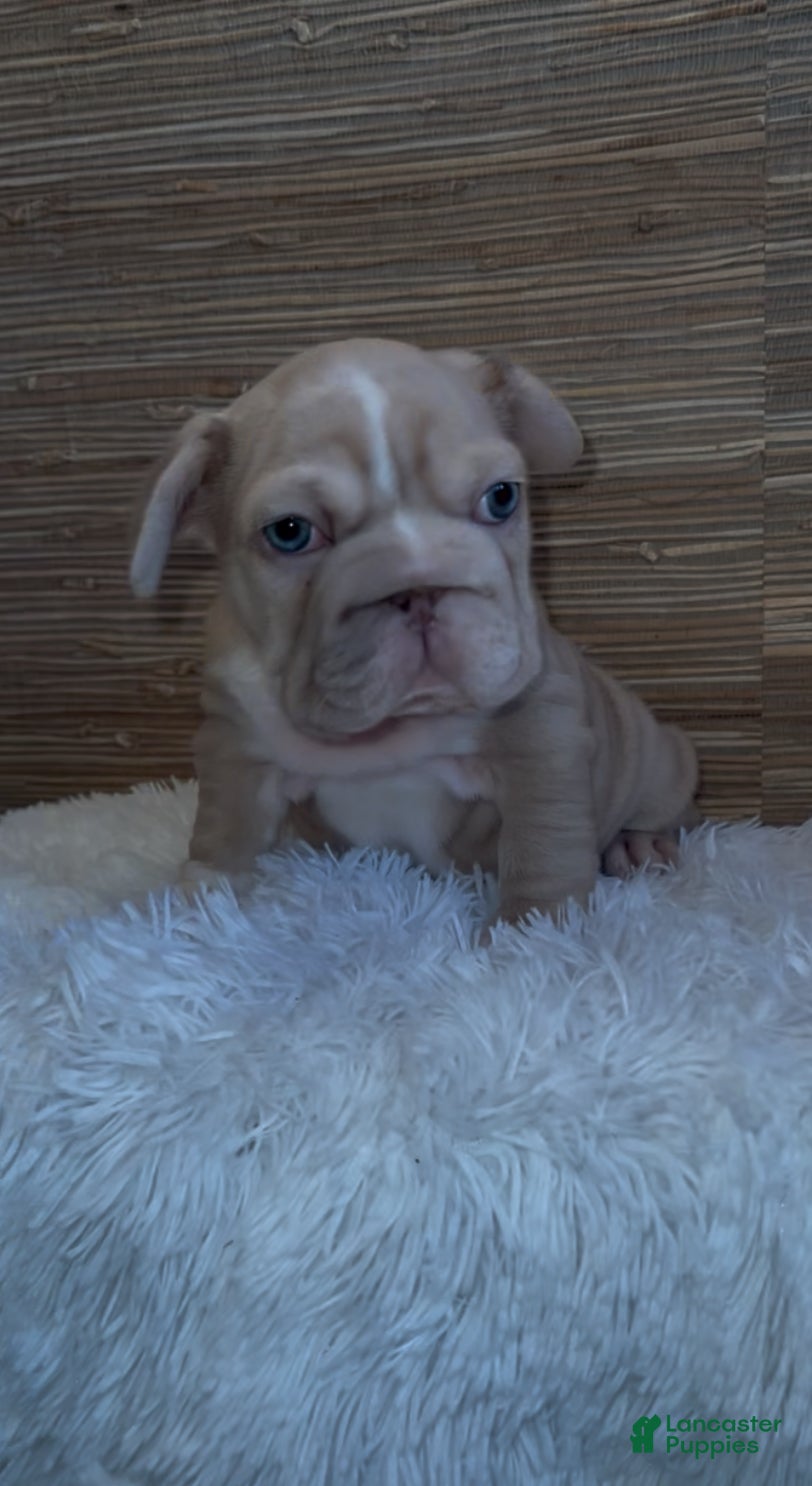French Bulldog dogs French Bulldog Puppy 4 - Ad 11