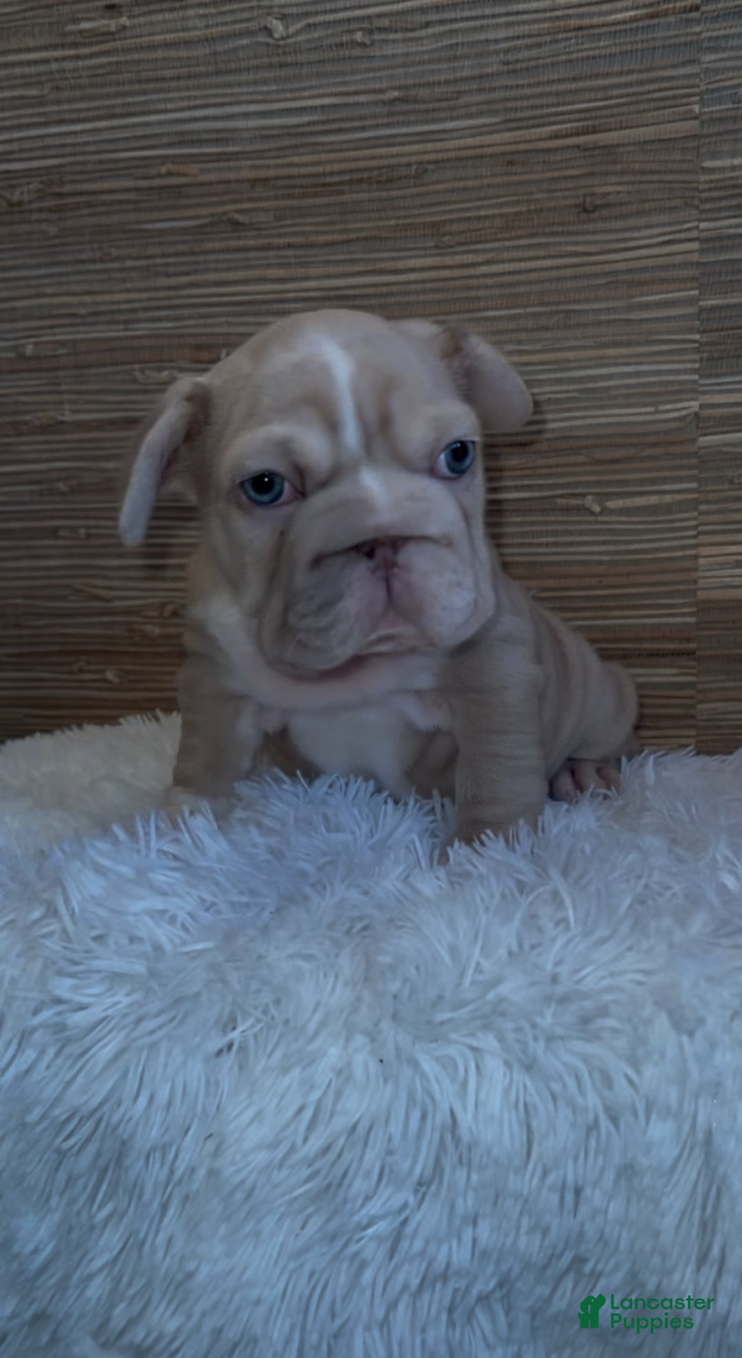 French Bulldog dogs for sale: French Bulldog Puppy 4 - Ad 1