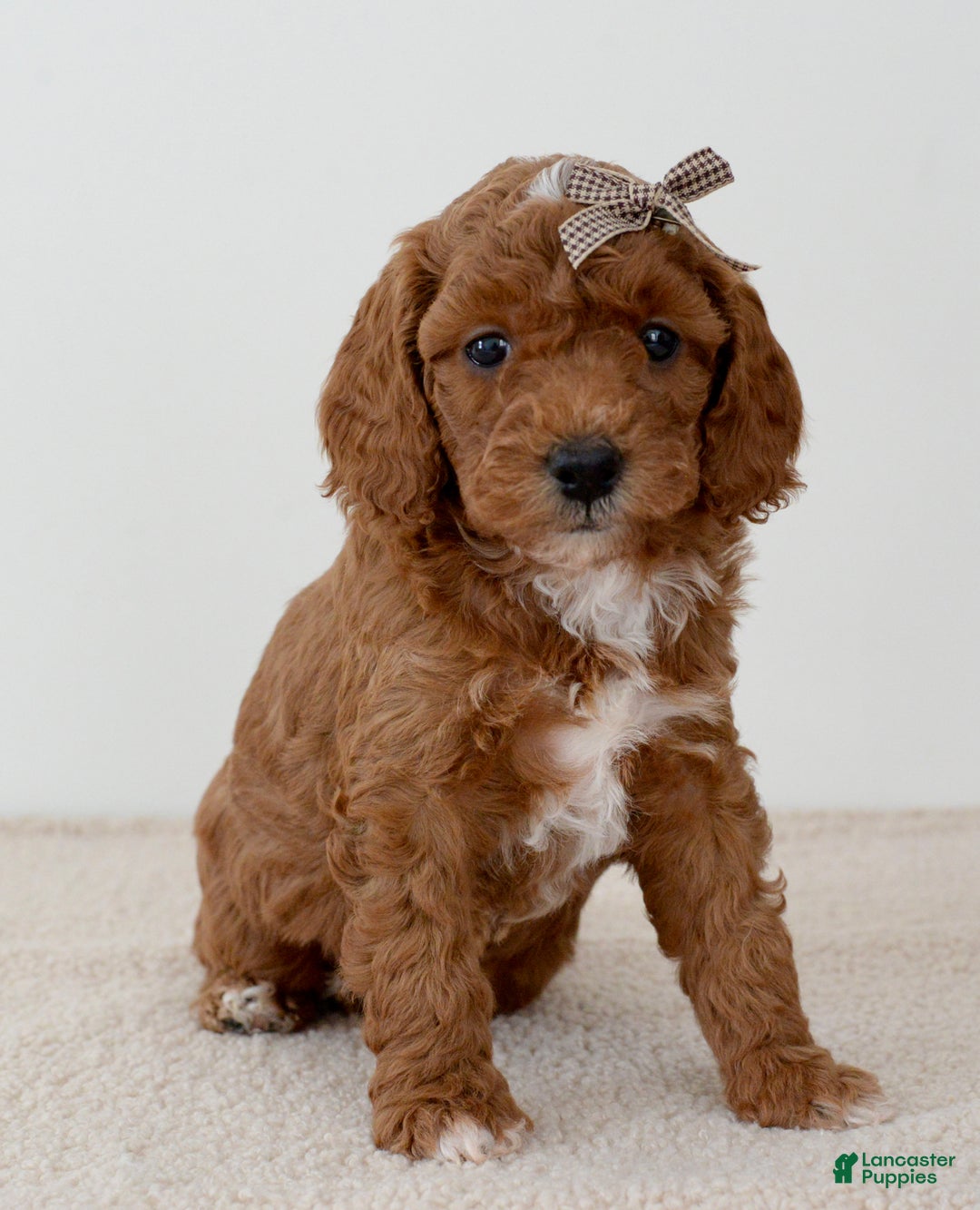 Mini Goldendoodle dogs for sale: Sprinkle-petite  - Ad 1