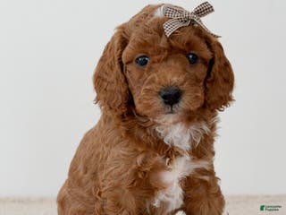 Mini Goldendoodle dogs Sprinkle-petite - Ad 38