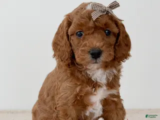 Mini Goldendoodle dogs Sprinkle-petite - Ad 37