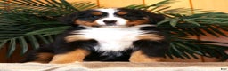 Bernese Mountain Dog dogs for sale: Jenny - Ad 1