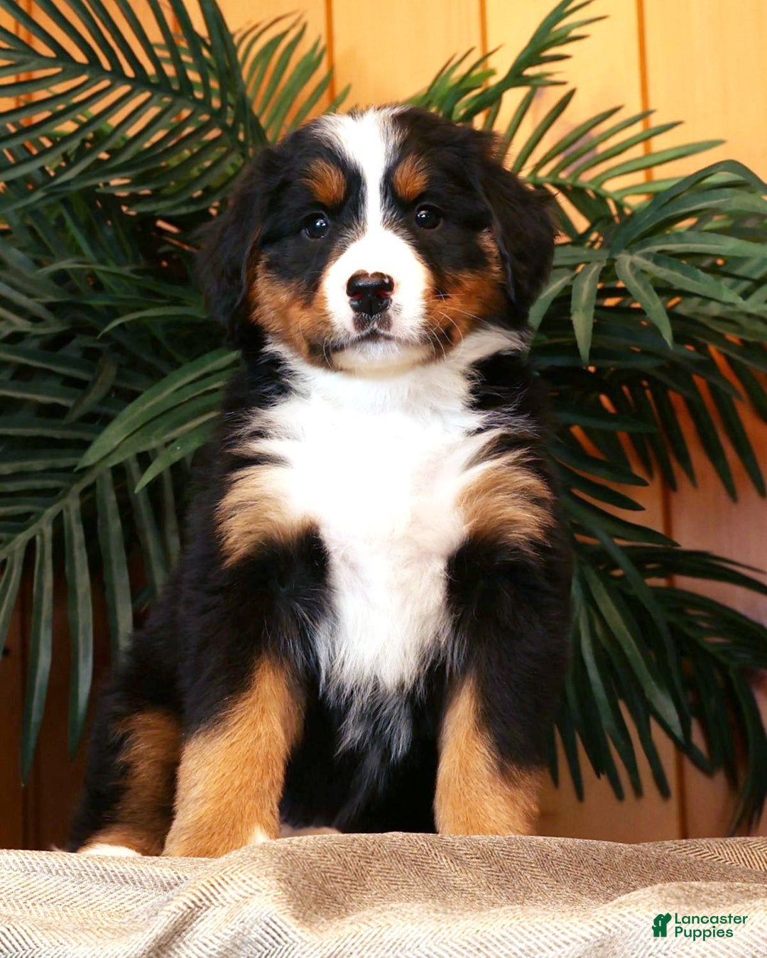 Bernese Mountain Dog dogs for sale: Jenny - Ad 1