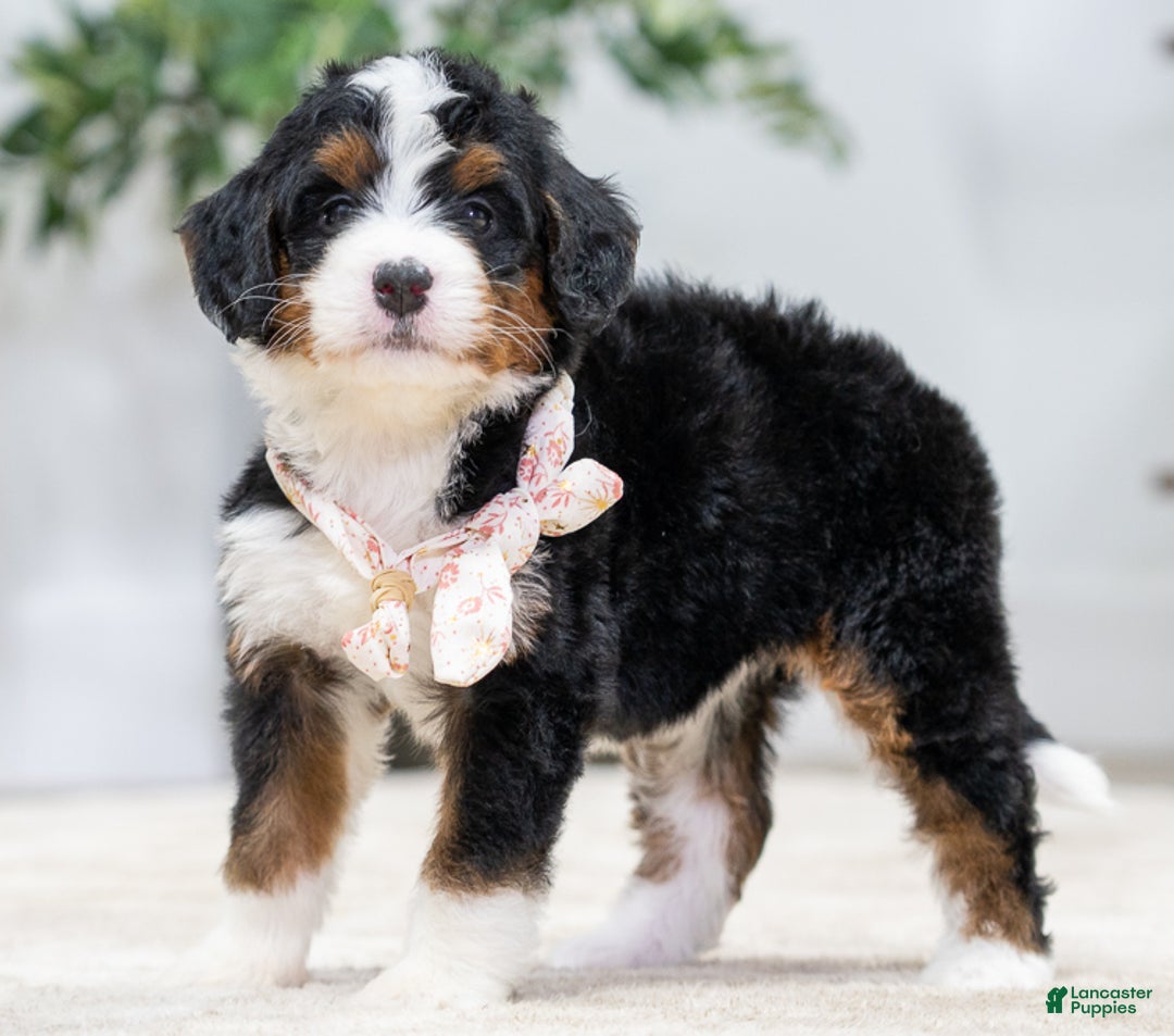 Mini Bernedoodle dogs for sale: Peanut - Ad 5