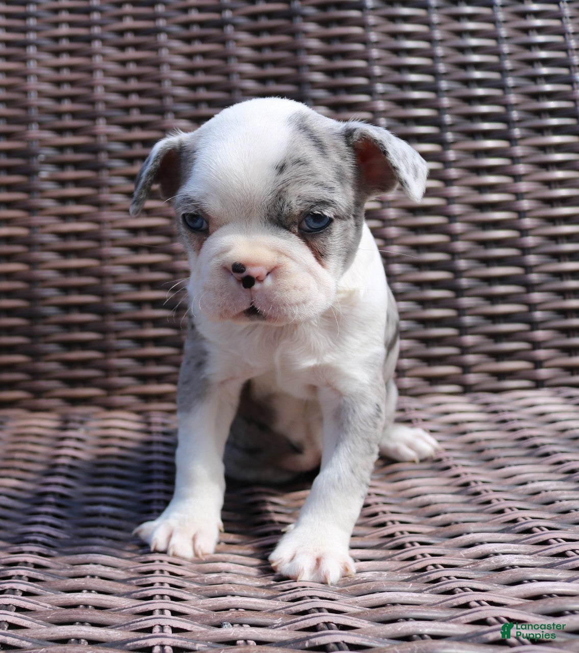 Boston Terrier dogs Cooper - Ad 2