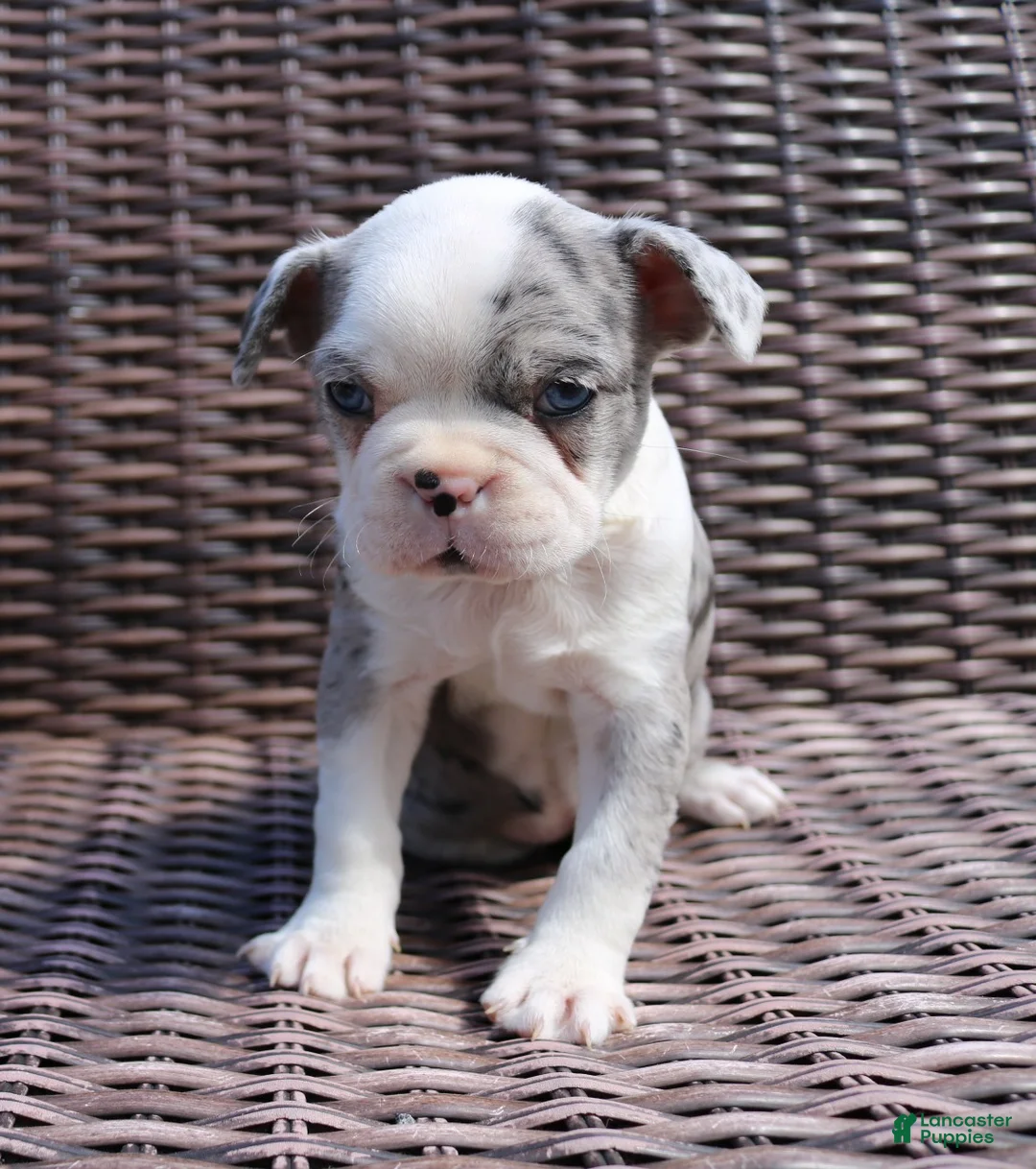 Boston Terrier dogs for sale: Cooper - Ad 2