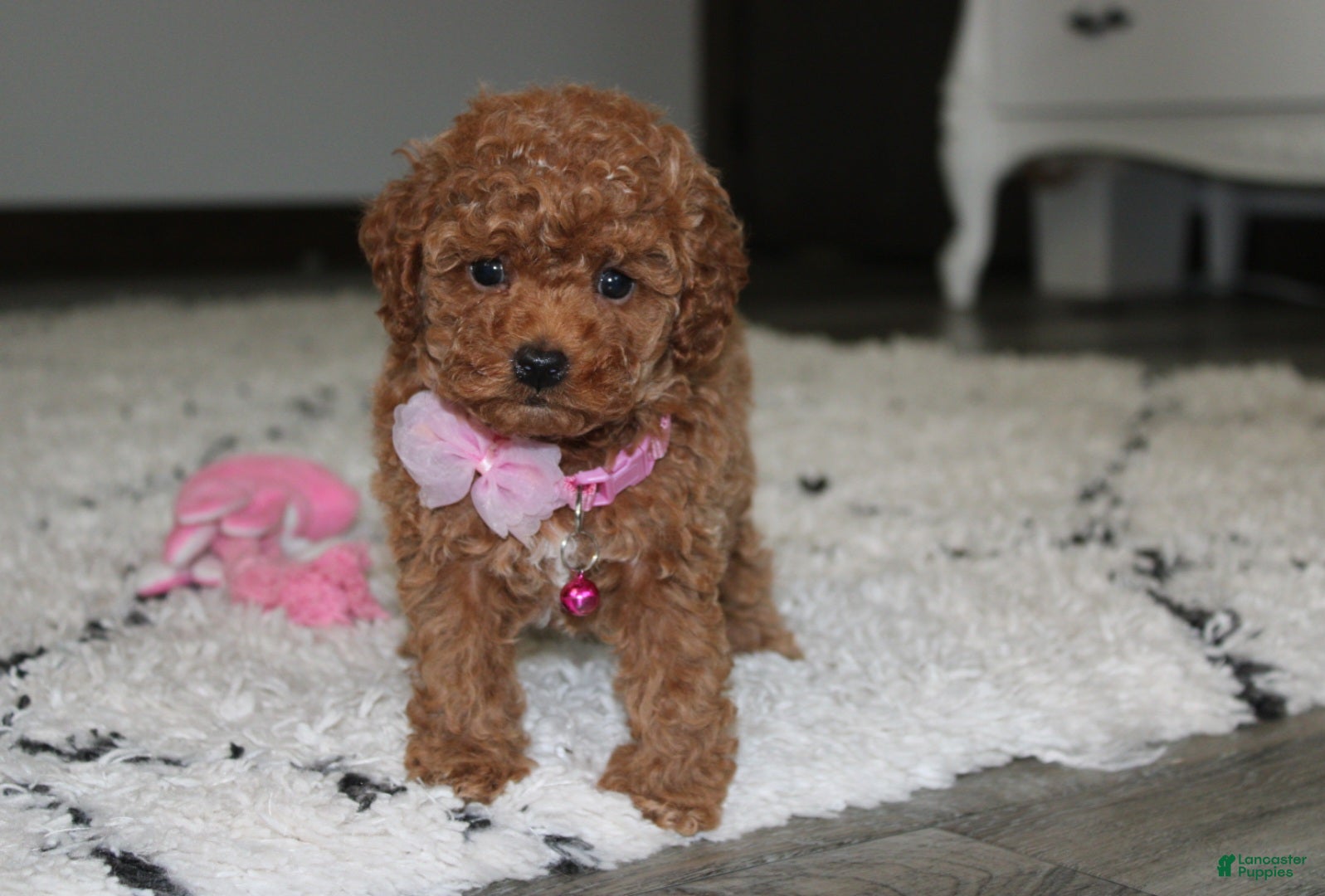 Toy Poodle dogs Bella - Ad 2