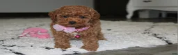 Toy Poodle dogs for sale: Bella - Ad 2