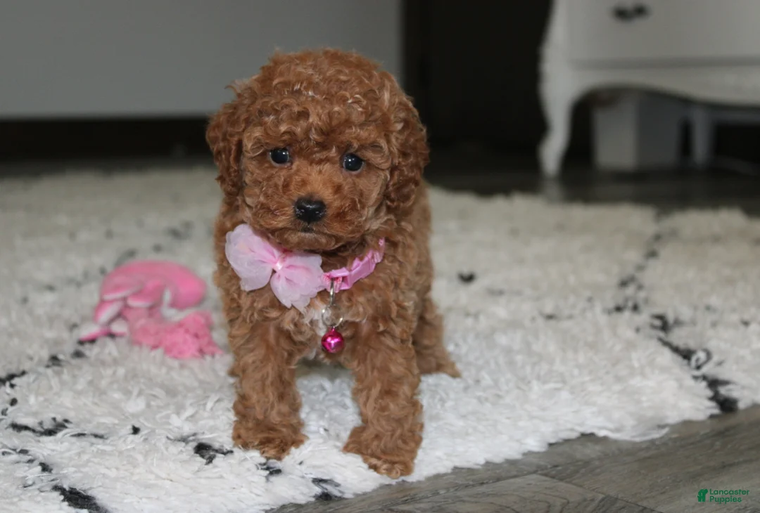 Toy Poodle dogs for sale: Bella - Ad 2