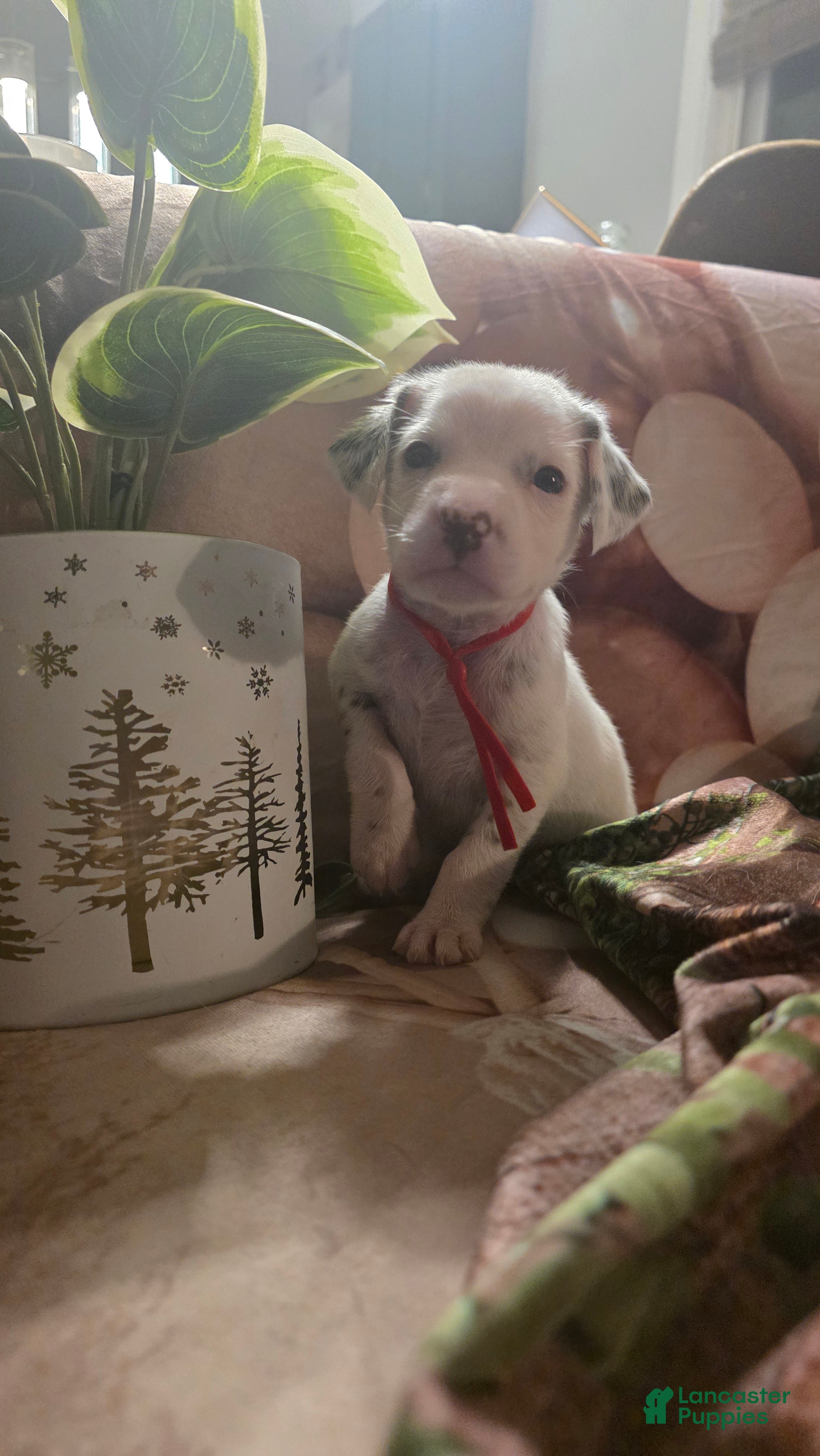 Dalmatian dogs Hazel - Ad 2