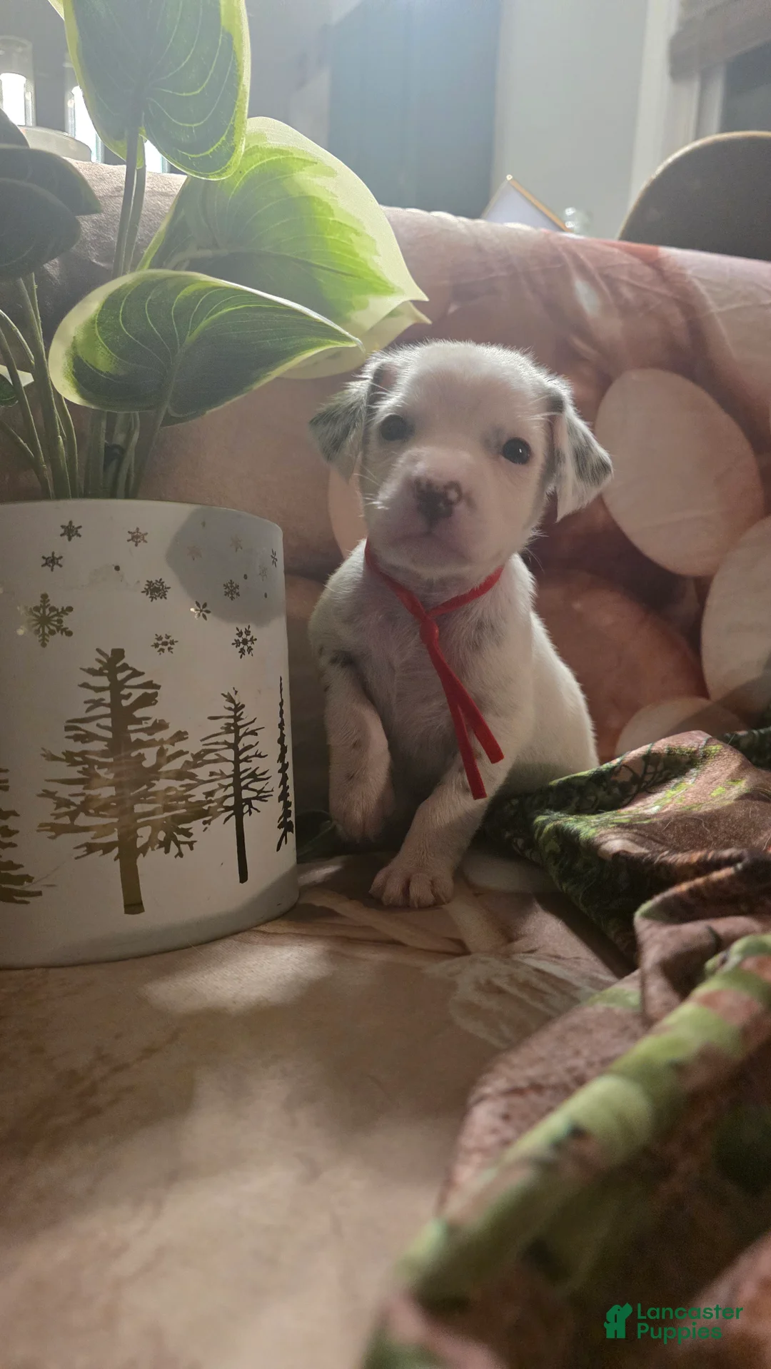 Dalmatian dogs for sale: Hazel - Ad 2