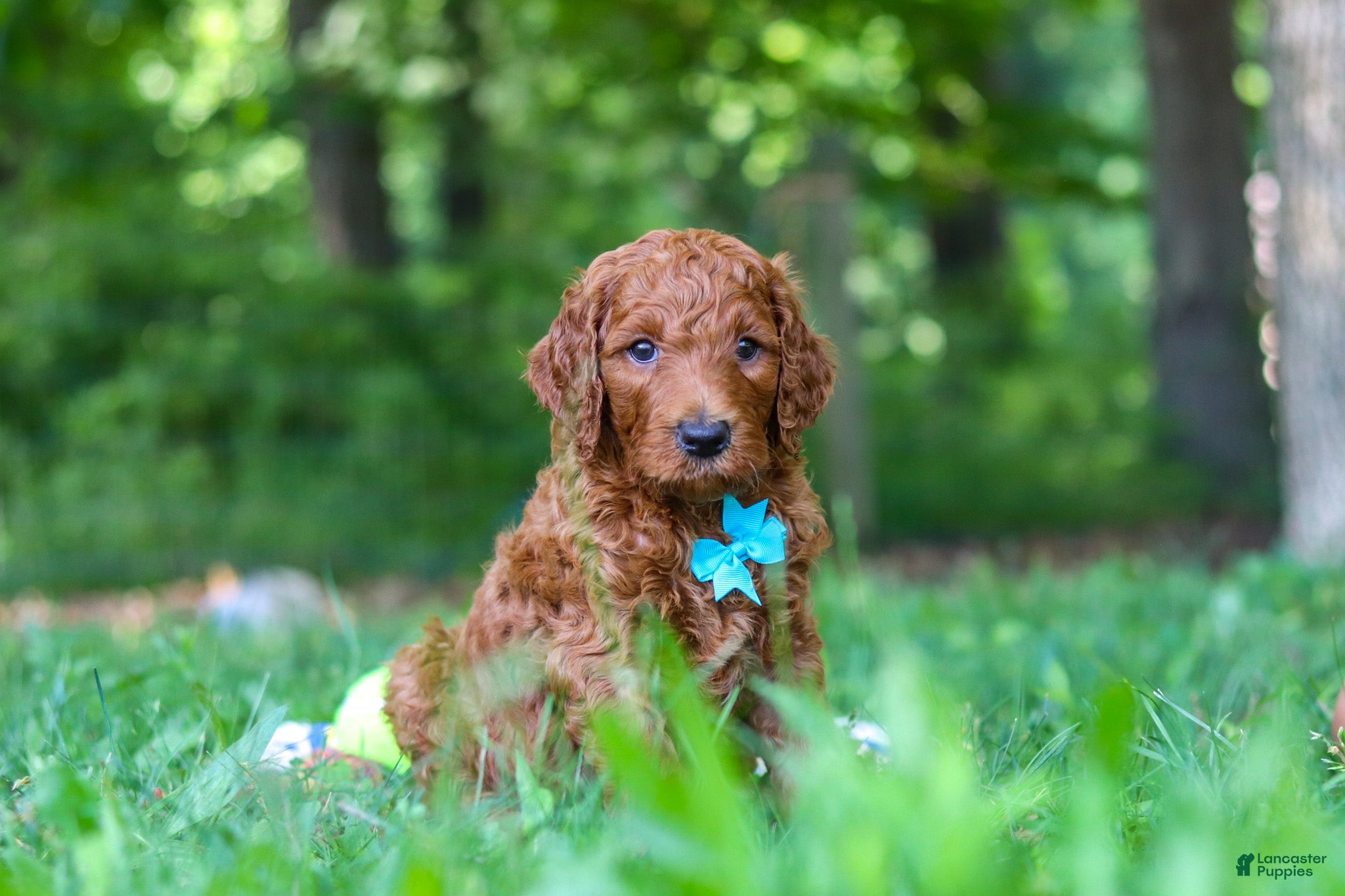 Goldendoodle dogs Duke - Ad 2