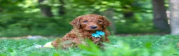Goldendoodle dogs for sale: Duke - Ad 2