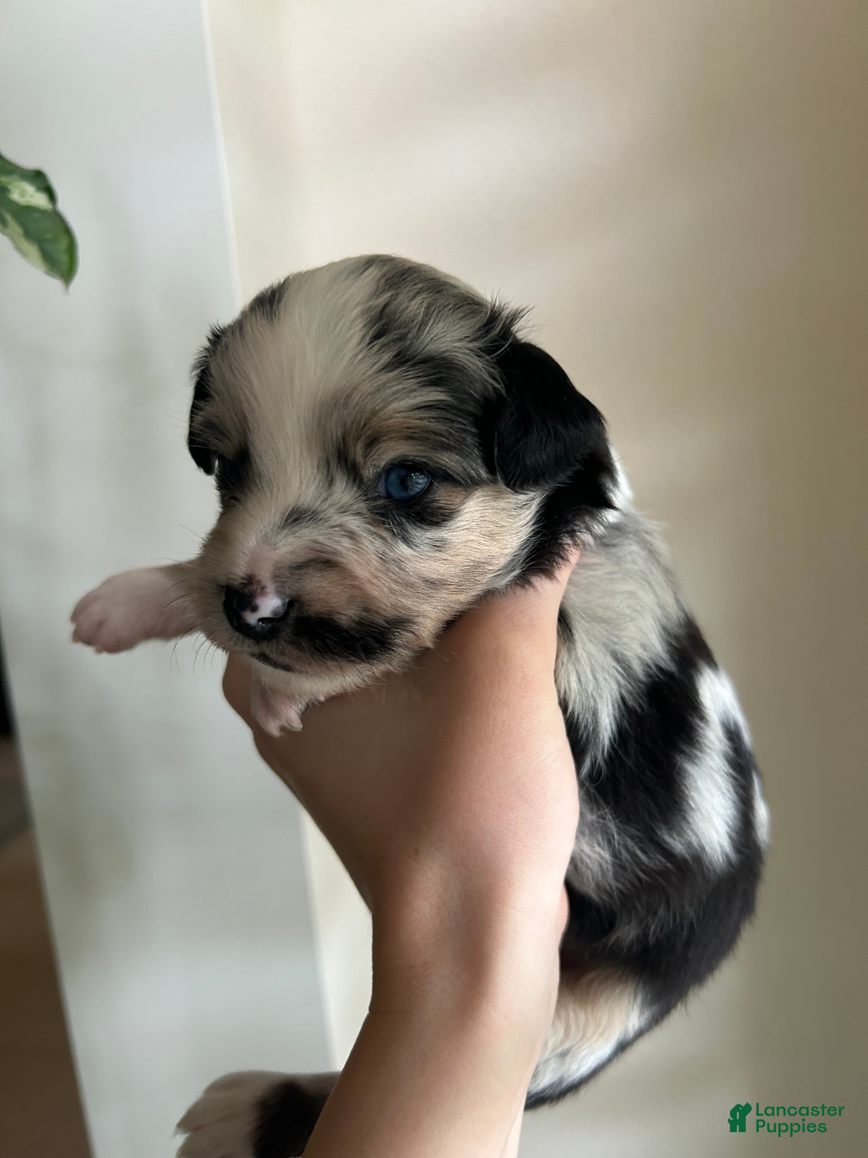 Miniature Australian Shepherd dogs for sale: Montana - Ad 8