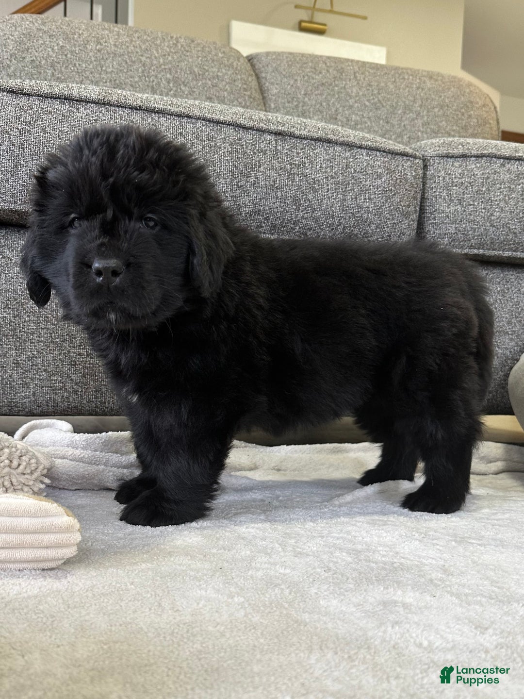 Newfoundland dogs for sale: OFA,AKC,CH, “ Jackson Cancrimo” - Ad 8