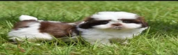 Shih Tzu dogs for sale: Shih Tzu Puppy 1 - Ad 4
