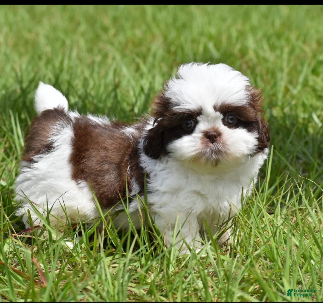 Shih Tzu dogs for sale: Shih Tzu Puppy 1 - Ad 4