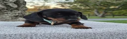 Miniature Dachshund dogs for sale: Peanut  - Ad 15