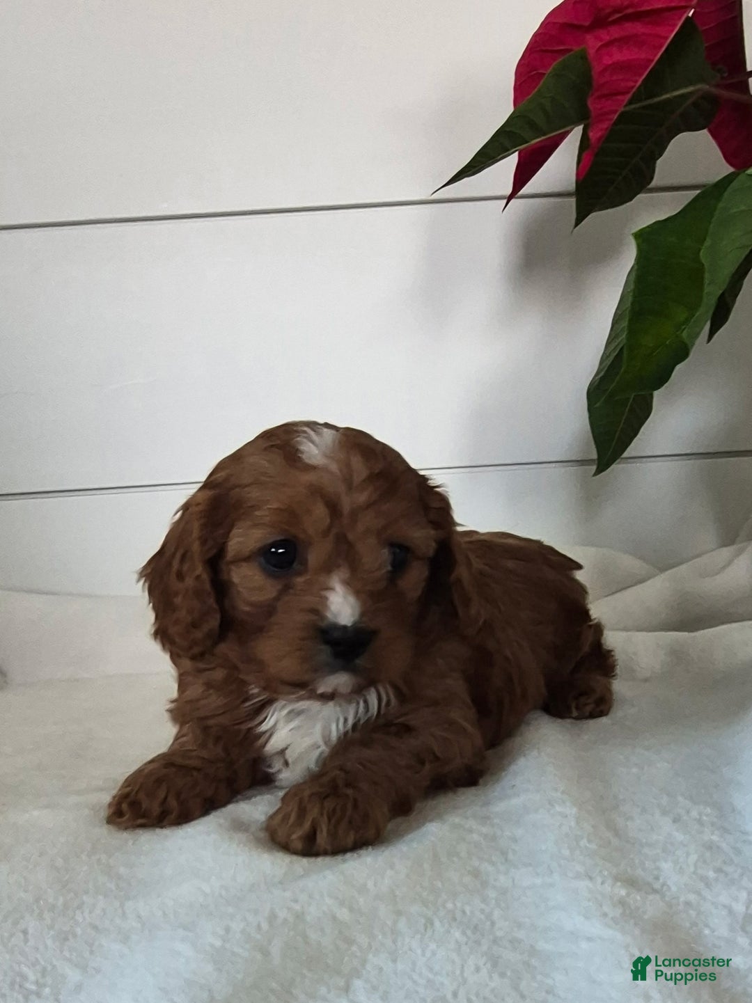 Cavapoo dogs for sale: Cheer - Ad 1