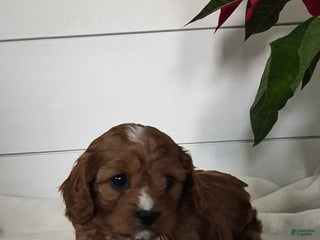 Cavapoo dogs Cheer - Ad 35