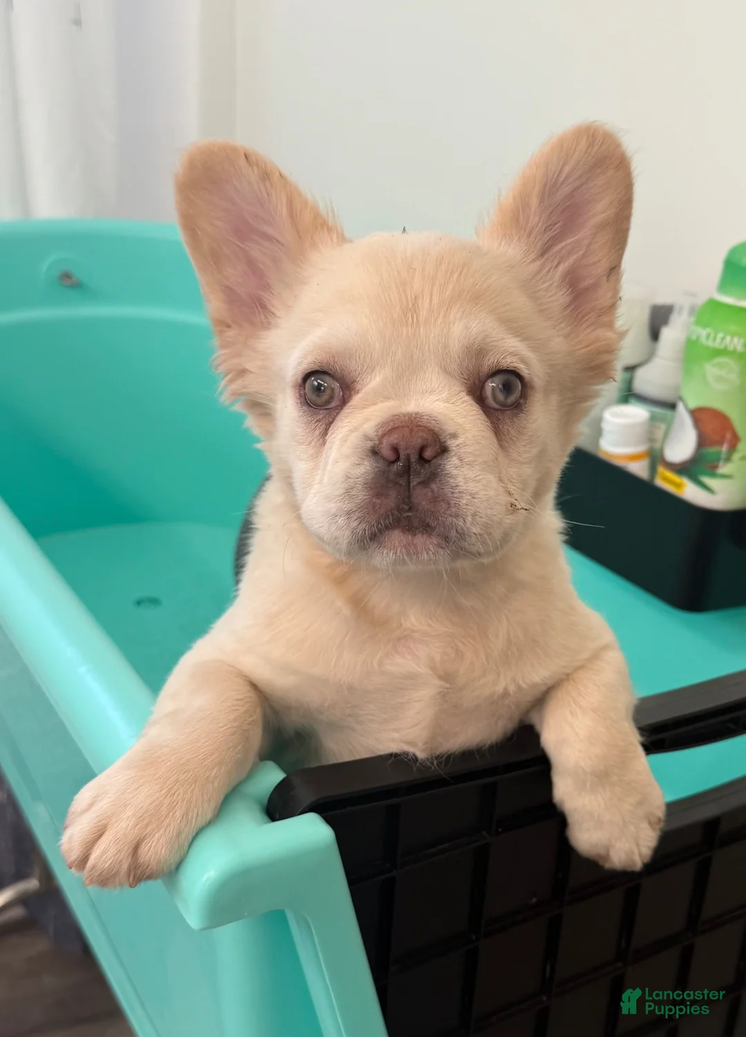 French Bulldog dogs for sale: French Bulldog Puppy 2 - Ad 1