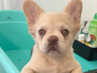 French Bulldog dogs French Bulldog Puppy 2 - Ad 32