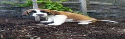 Saint Bernard dogs for sale: Cody - Ad 4