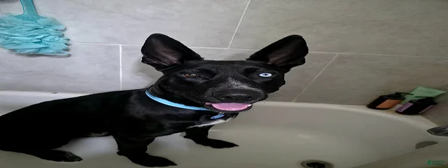 Vader