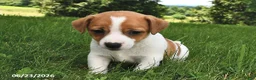 Jack Russell Terrier dogs for sale: Diamond - Ad 2