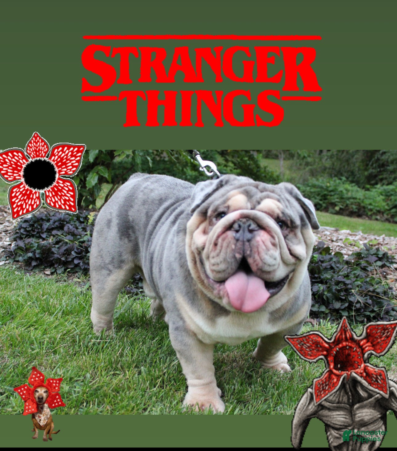 English Bulldog dogs Dart  - Ad 1