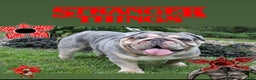 English Bulldog dogs for stud: English Bulldog 1 puppies - Ad 1
