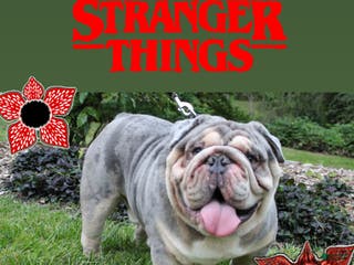 English Bulldog dogs Dart - Ad 1