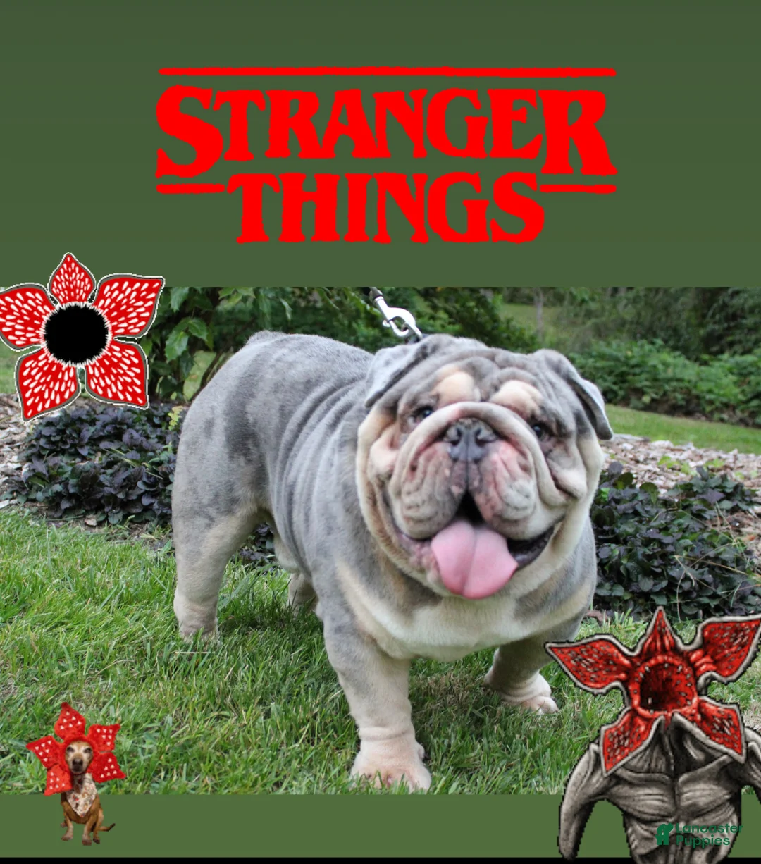 English Bulldog dogs for stud: Dart  - Ad 1