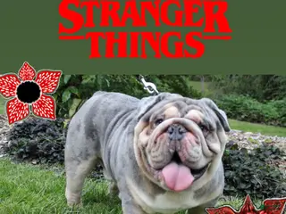 English Bulldog dogs Dart - Ad 2