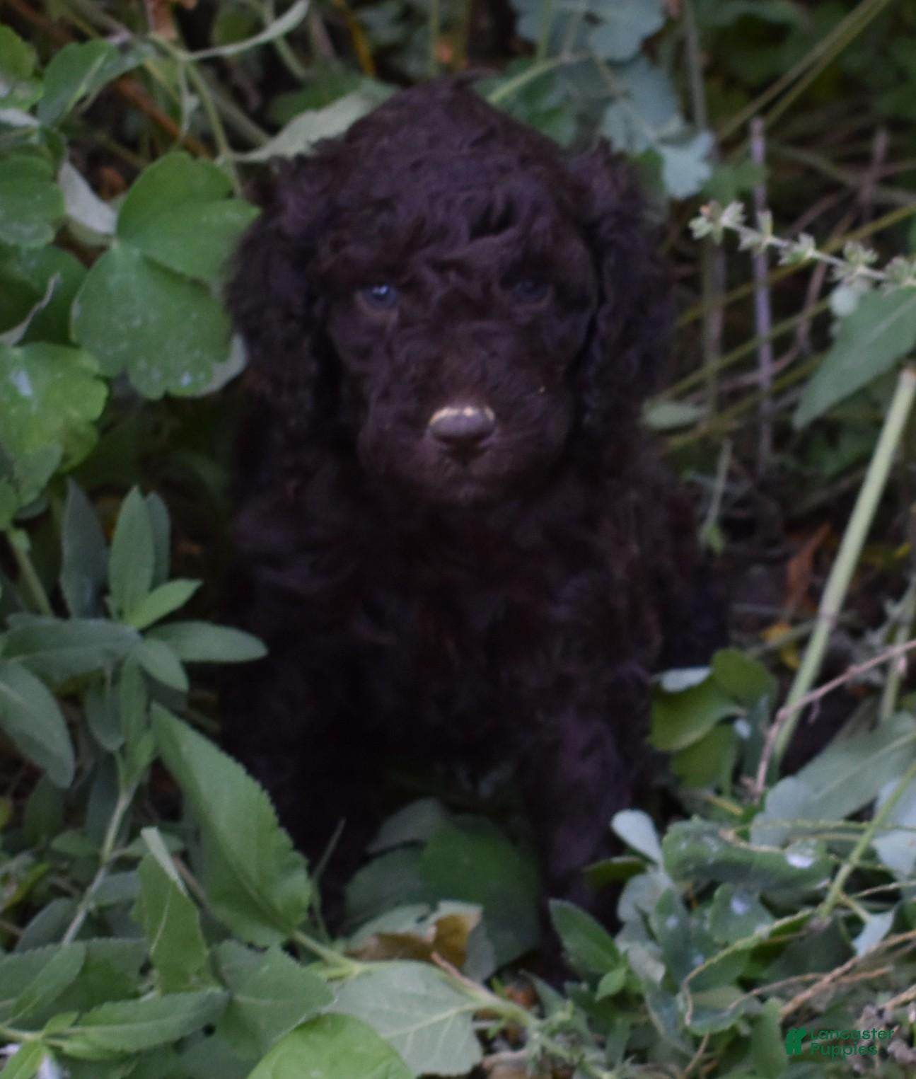 Standard Poodle dogs Standard Poodle 6 Dark Brown - Ad 2