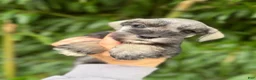 Miniature Schnauzer dogs for sale: Miniature Schnauzer 8 - Ad 1