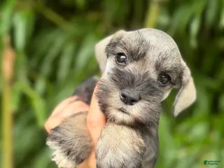 Miniature Schnauzer dogs Miniature Schnauzer 8 - Ad 37