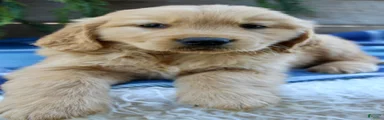 Benny