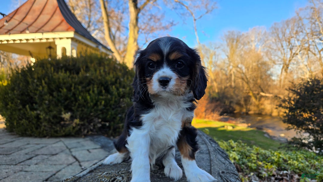 Cavalier King Charles Spaniel dogs for sale: Vivian - Ad 19
