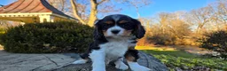 Cavalier King Charles Spaniel dogs for sale: Vivian - Ad 19