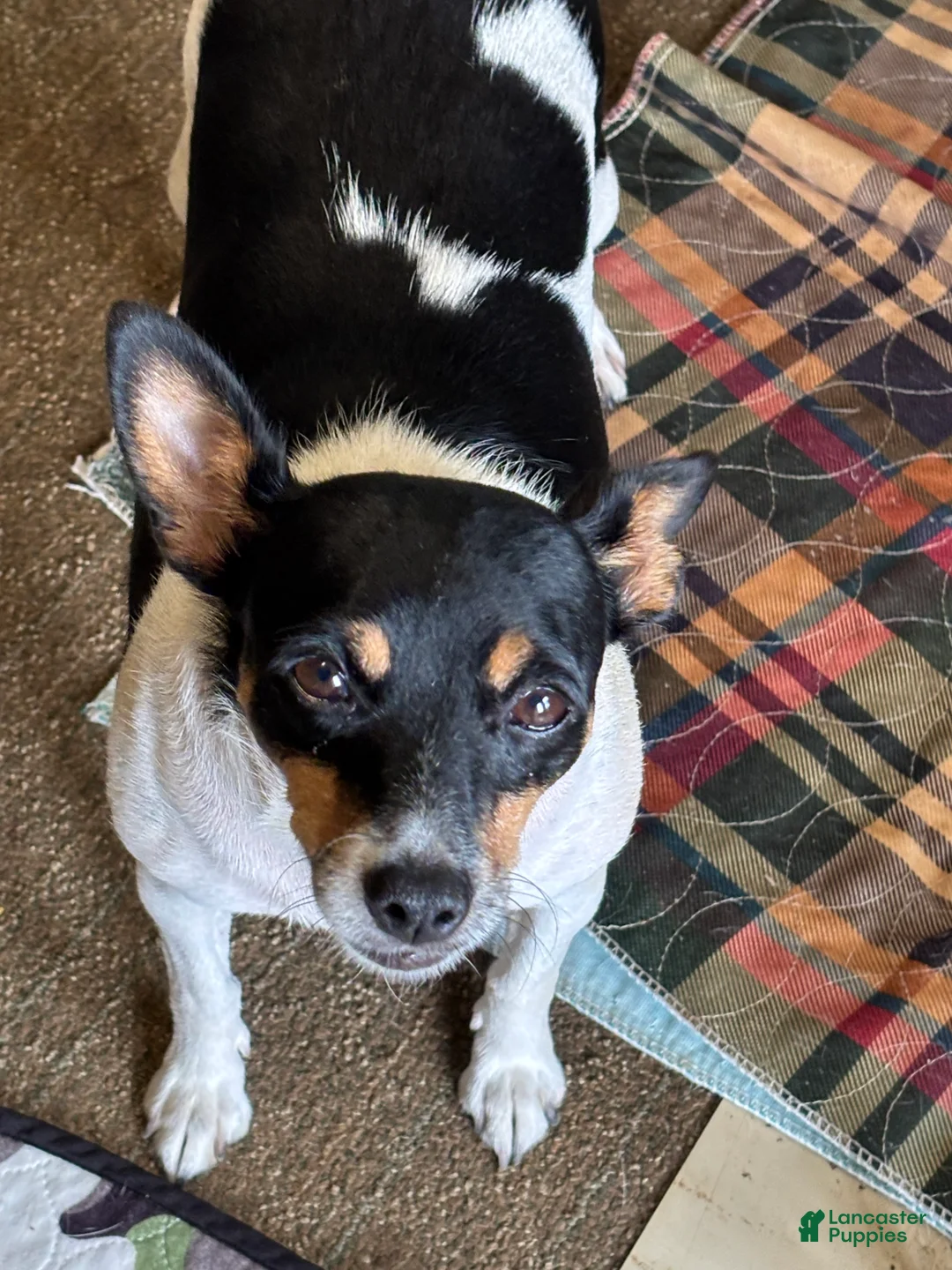 Toy Fox Terrier dogs for sale: Toy Fox Terrier 1 - Ad 4