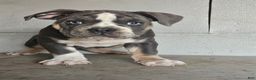 Olde English Bulldogge dogs for sale: Ozzy - Ad 1