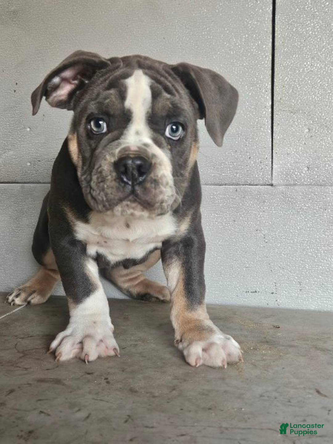 Olde English Bulldogge dogs for sale: Ozzy - Ad 1