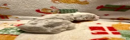 Olde English Bulldogge dogs for sale: Tri Blue Merle  - Ad 7