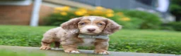 Dachshund dogs for sale: Ollie - Ad 5