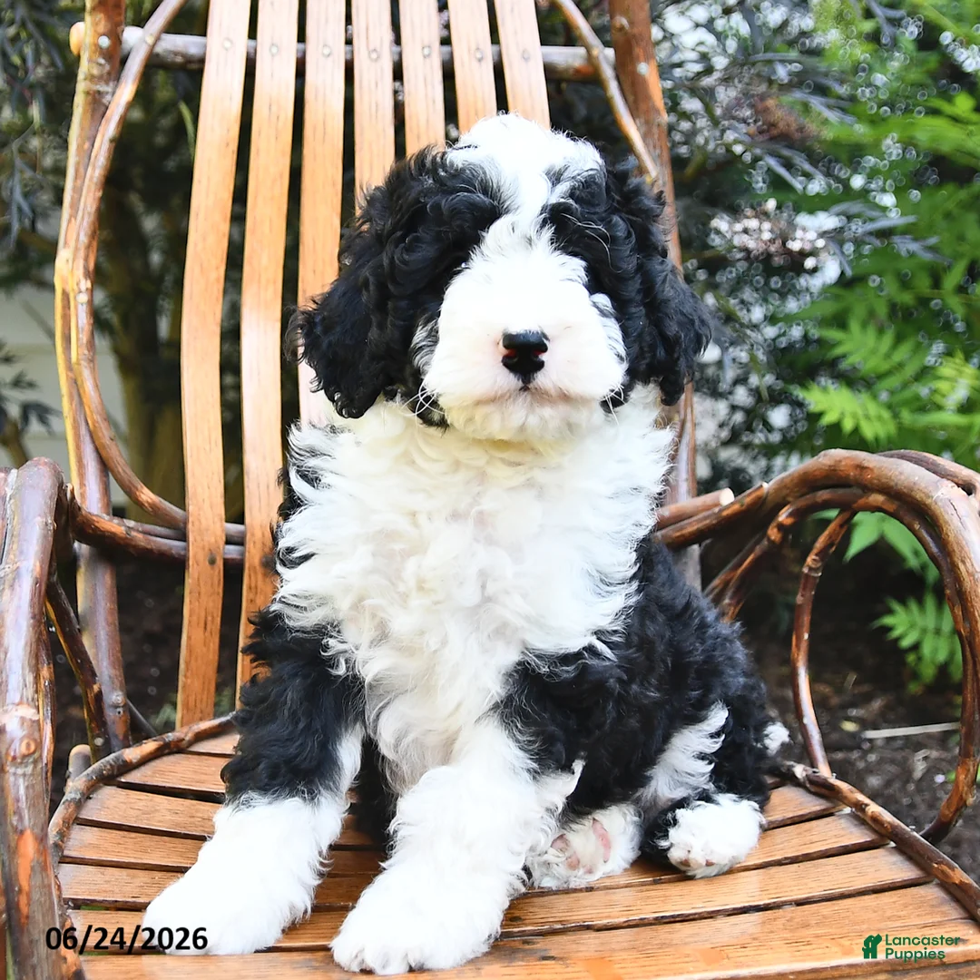 Mini Bernedoodle dogs for sale: Max - Ad 2