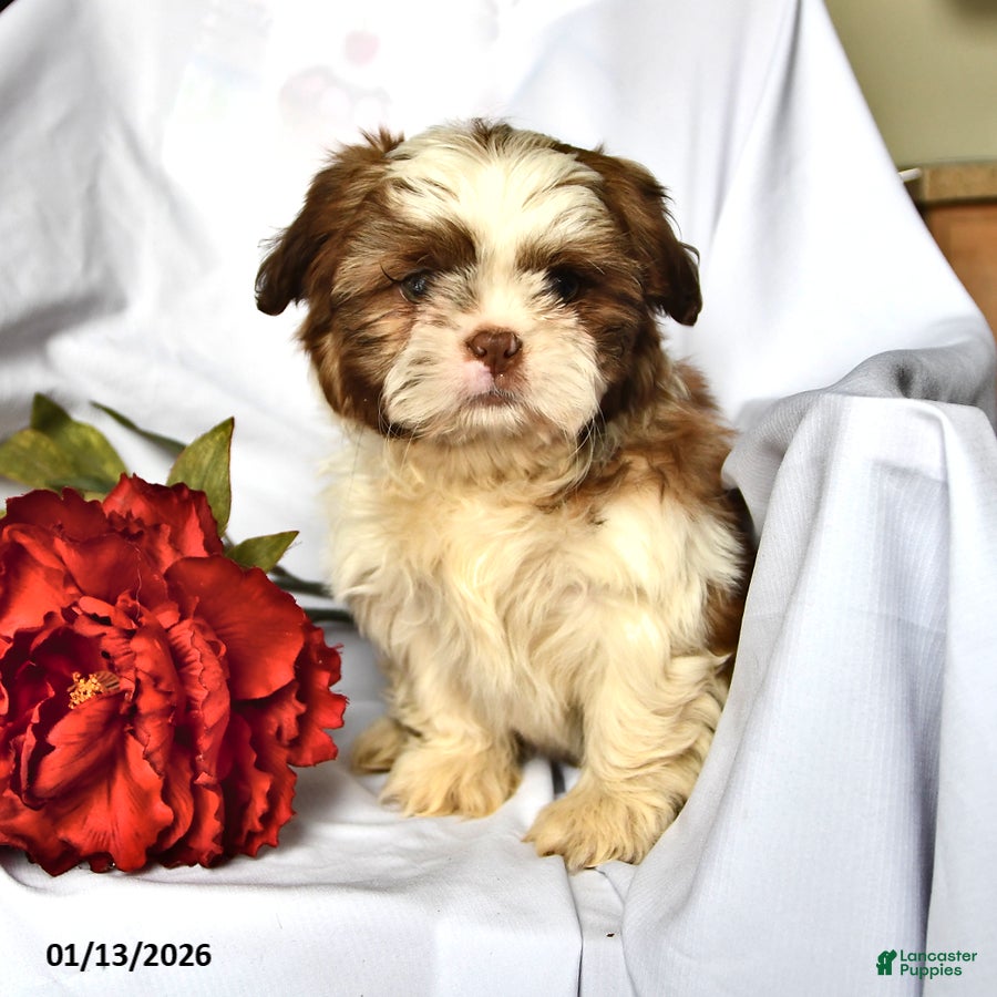 Shih Tzu dogs Ace - Ad 11