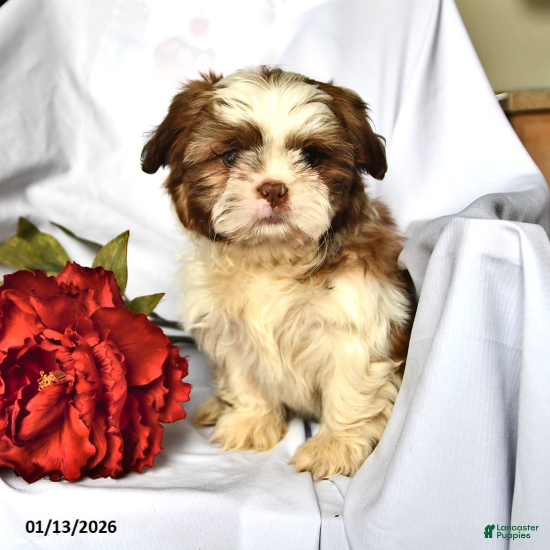 Shih Tzu dogs for sale: Ace - Ad 4